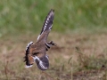 Killdeer - Springfield Inn Swamp Area - Robertson County, August 30, 2020