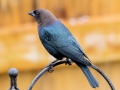 Brown-headed Cowbird (male) - Montgomery County Yard Bird, October 10, 2020