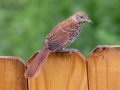 Brown Thrasher (juvenile) - Montgomery County Yard Bird, Aug 12, 2020