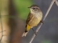 Palm Warbler - Lake Barkley WMA, Dover,  Stewart County, October 13, 2020