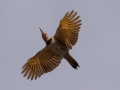 Northern Flicker (Yellow-shafted) - Shelton Ferry WMA, Montgomery County, November 5, 2020