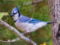 Blue Jay - Gray's Landing, Dover, Stewart County, October 20, 2020