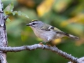 Golden-crowned Kinglet - Gray's Landing, Dover, Stewart County, October 20, 2020