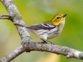 Black-throated Green Warbler (female) - Lake Barkley WMA, Dover,  Stewart County, October 11, 2020