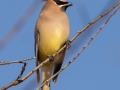 Cedar Waxwing - Haynes Bottom WMA, Montgomery County, December 21, 2020