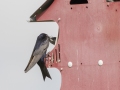 Purple Martin (male feeding young) - Robertson County, Private Residence, July 10, 2020