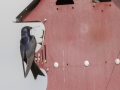 Purple Martin (male feeding young) - Robertson County, Private Residence, July 10, 2020