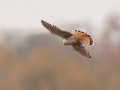 American Kestral - Shelton Ferry WMA, Montgomery County, November 5, 2020