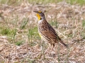 Eastern Meadowlark - Shelton Ferry WMA, Montgomery County, November 5, 2020