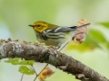 Black-throated Green Warbler - Lake Barkley WMA, Dover,  Stewart County, October 2, 2020