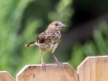 Eastern Towhee (juvenile) - Montgomery County Yard Bird, Aug 14, 2020