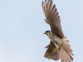 American Kestral - Roy Pearson - William Woodard Scenic Farm Tour, Robertson County, August 31, 2020