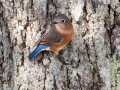 Eastern Bluebird - Paris Landing State Park, Buchanan, Henry County, October 21, 2020