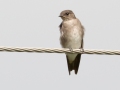 Northern Rough-winged Swallow - Roy Pearson - William Woodard Scenic Farm Tour, Robertson County, August 31, 2020