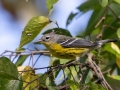 Magnolia Warbler - Land Between the Lakes - Gray's Landing, Stewart County, October 22, 2020