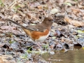 Eastern Towhee (female) - Haynes Bottom WMA, Montgomery County, December 23, 2020