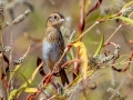 Nelson's Sparrow - Bells Bend Outdoor Center, Nashville, Davidson County, October 15, 2020