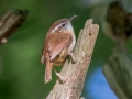 Carolina Wren - Dunbar Cave State Park, Montgomery County, June 15, 2020