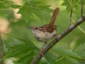 Carolina Wren - Liberty Park, Montgomery County, July 22, 2020