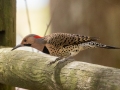 Northern Flicker (Yellow-shafted) - Paris Landing State Park, Buchanan, Henry County, October 22, 2020