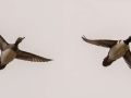 Hooded Mergansers - Pond Overlook - 3201 Lake Rd., Woodlawn, Montgomery County, December 21, 2020