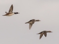 Hooded Mergansers - Pond Overlook - 3201 Lake Rd., Woodlawn, Montgomery County, December 21, 2020