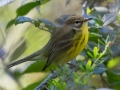 Prairie Warbler - Lake Barkley WMA, Dover,  Stewart County, October 7, 2020