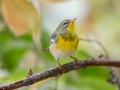 Northern Parula - Lake Barkley WMA, Dover,  Stewart County, October 8, 2020