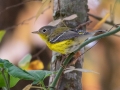 Magnolia Warbler - Lake Barkley WMA, Dover,  Stewart County, October 8, 2020