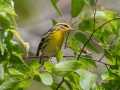 Blackburnian Warbler - Lake Barkley WMA, Dover,  Stewart County, October 4, 2020