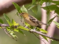 Bay-breasted Warbler - Lake Barkley WMA, Dover,  Stewart County, October 4, 2020