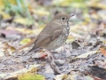 Hermit Thrush - Land Between the Lakes - Gray's Landing, Stewart County, October 25, 2020