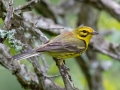 Prairie Warbler - Carter Trails, Robertson County, July 1, 2020