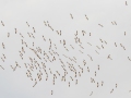 American White Pelicans - Lake Barkley WMA, Dover,  Stewart County, October 8, 2020