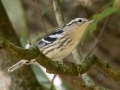 Black-and-white Warbler (female) - Lake Barkley State Park,  Stewart County,  September 5, 2020