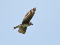 Purple Martin (female) - Robertson County, Private Residence, July 1, 2020