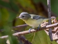 Philadelphia Vireo - Lake Barkley WMA, Dover,  Stewart County, October 5, 2020