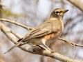 American Robin - Bells Bend Park, Nashville, Davidson County, December 11, 2020