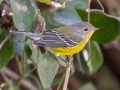 Magnolia Warbler - Lake Barkley WMA, Dover,  Stewart County, October 5, 2020