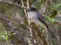 Eastern Phoebe - Lake Barkley WMA, Dover,  Stewart County, October 5, 2020