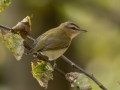 Red-eyed Vireo - Lake Barkley WMA, Dover,  Stewart County, October 5, 2020