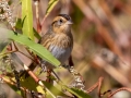 Nelson's Sparrow - Bells Bend Outdoor Center, Nashville, Davidson County, October 17, 2020