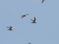 Pectoral Sandpipers - Land Between the Lakes (TN)--South Welcome Station , Stewart County, September 6, 2020