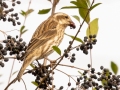 Purple Finch (female) - Bells Bend Park, Nashville, Davidson County, December 11, 2020