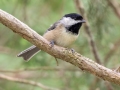 Carolina Chickadee - Stewart County, Barkley Wildlife Management Area, Aug 27, 2020