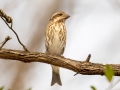 Purple Finch (female) - Bells Bend Park, Nashville, Davidson County, December 11, 2020