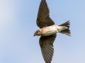 Purple Martin (female) - Robertson County, Private Residence, July 10, 2020