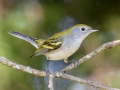 Chestnut-sided Warbler - Land Between the Lakes (TN)--South Welcome Station , Stewart County, September 6, 2020