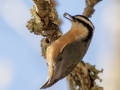 Red-breasted Nuthatch - Lake Barkley WMA, Dover,  Stewart County, October 13, 2020