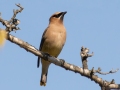 Cedar Waxwings - Lake Barkley WMA, Dover,  Stewart County, October 5, 2020